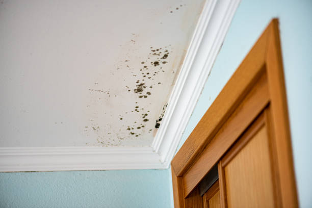 Best Mold Damage Repair  in Avondale, LA