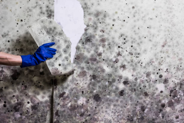 Best Emergency Mold Removal  in Avondale, LA